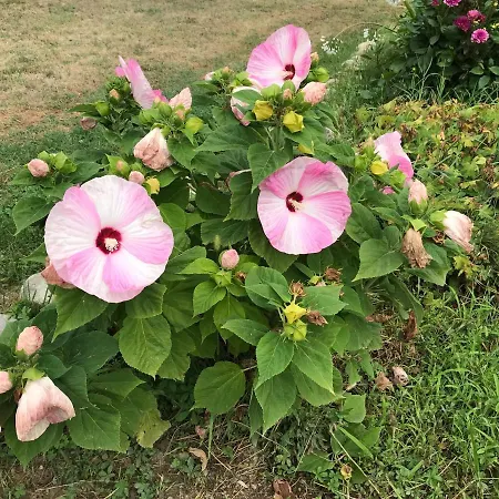 Location 4 Personnes - La Petite Maison