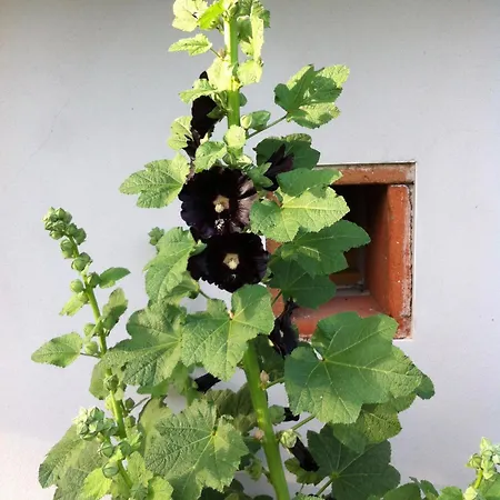 Location 4 Personnes - La Petite Maison