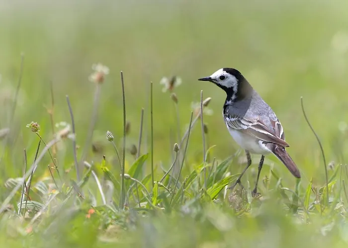 Location 4 Personnes - La Petite Maison *