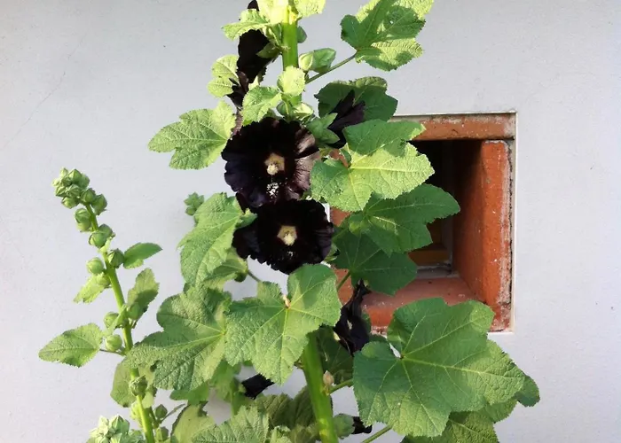 Location 4 Personnes - La Petite Maison